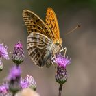 Argynnis paphia