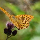 Argynnis paphia