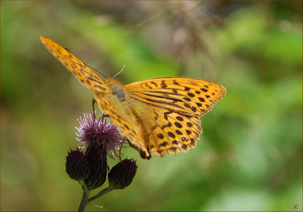 Argynnis paphia