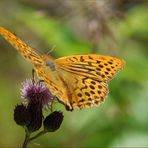 Argynnis paphia