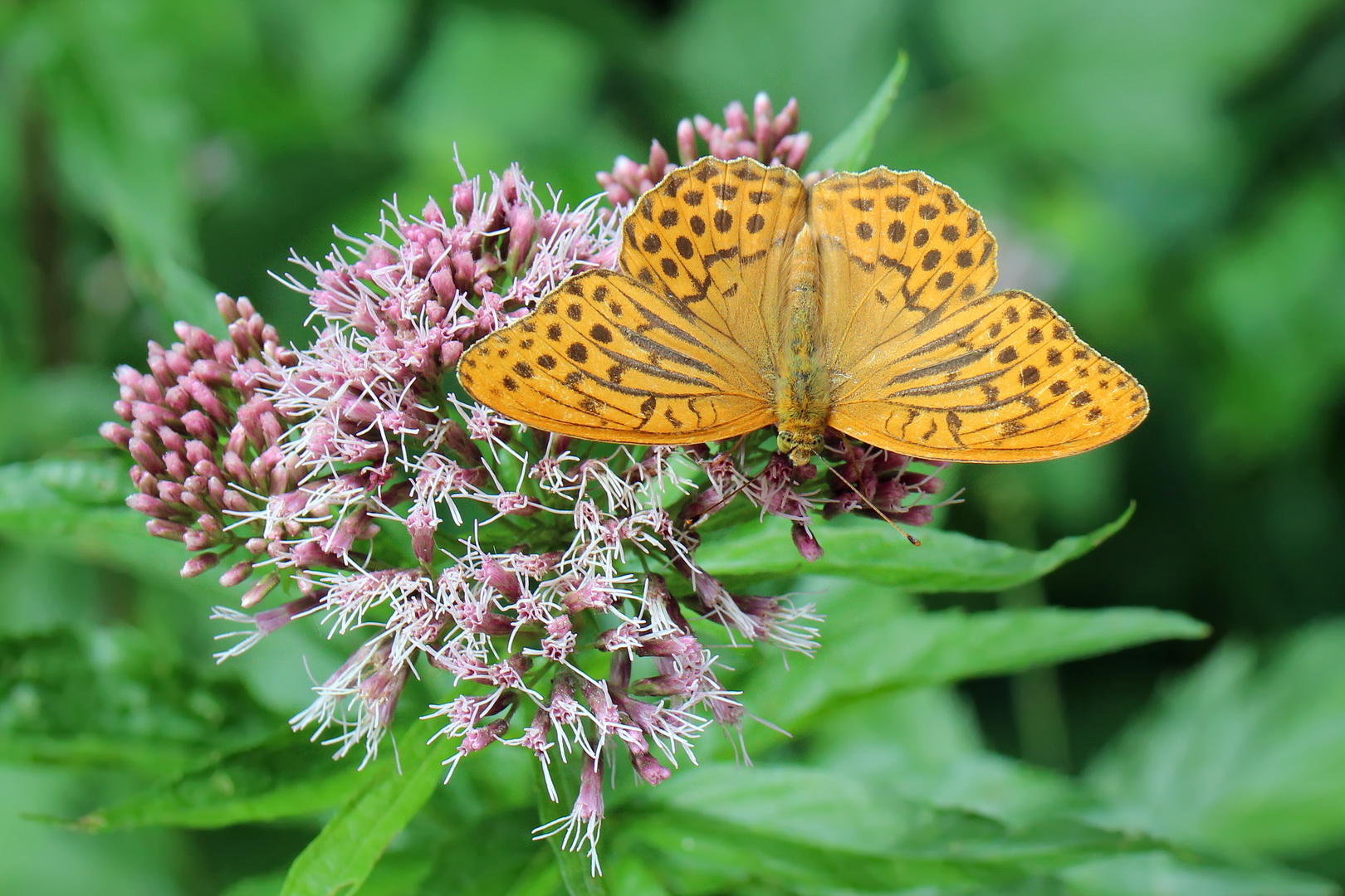 Argynnis paphia