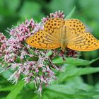 Argynnis paphia