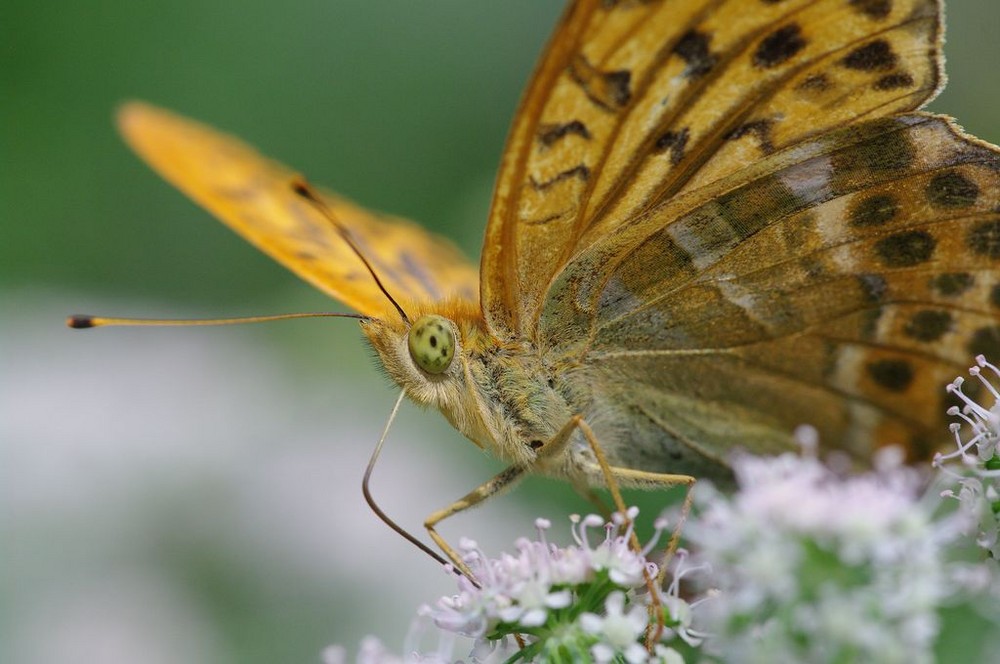 Argynnis paphia