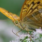 Argynnis paphia