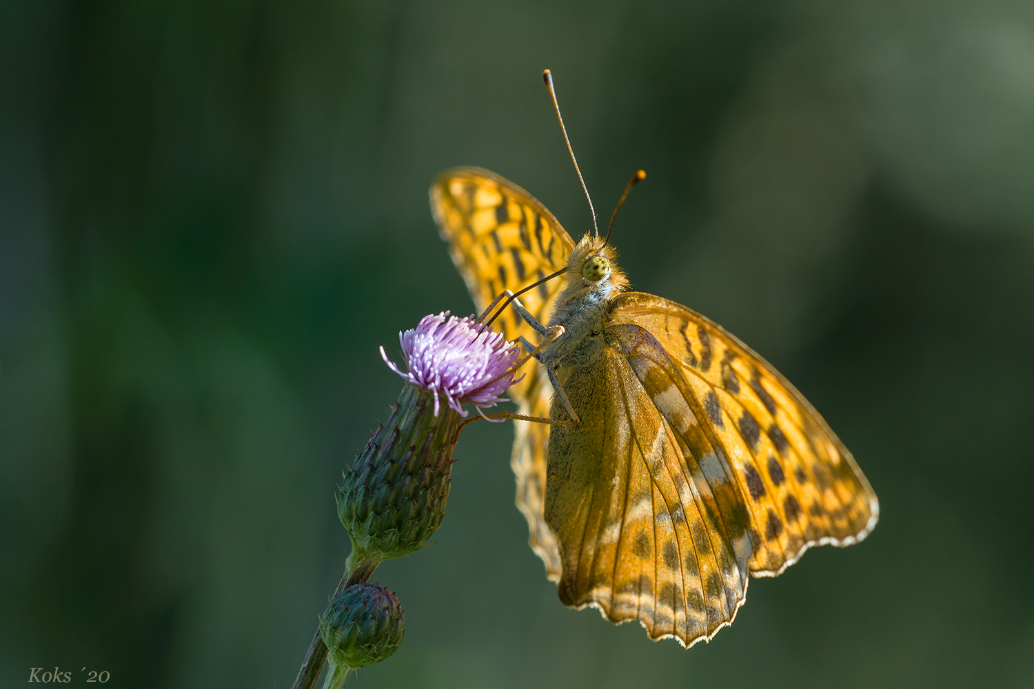 Argynnis paphia