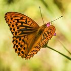 Argynnis paphia