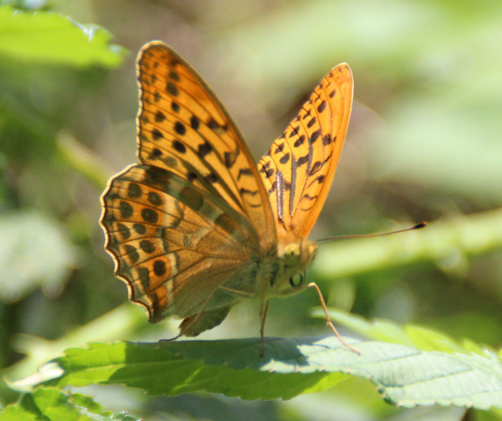 Argynnis paphia