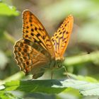 Argynnis paphia