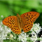 Argynnis paphia