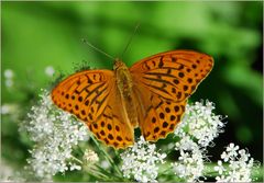 Argynnis paphia