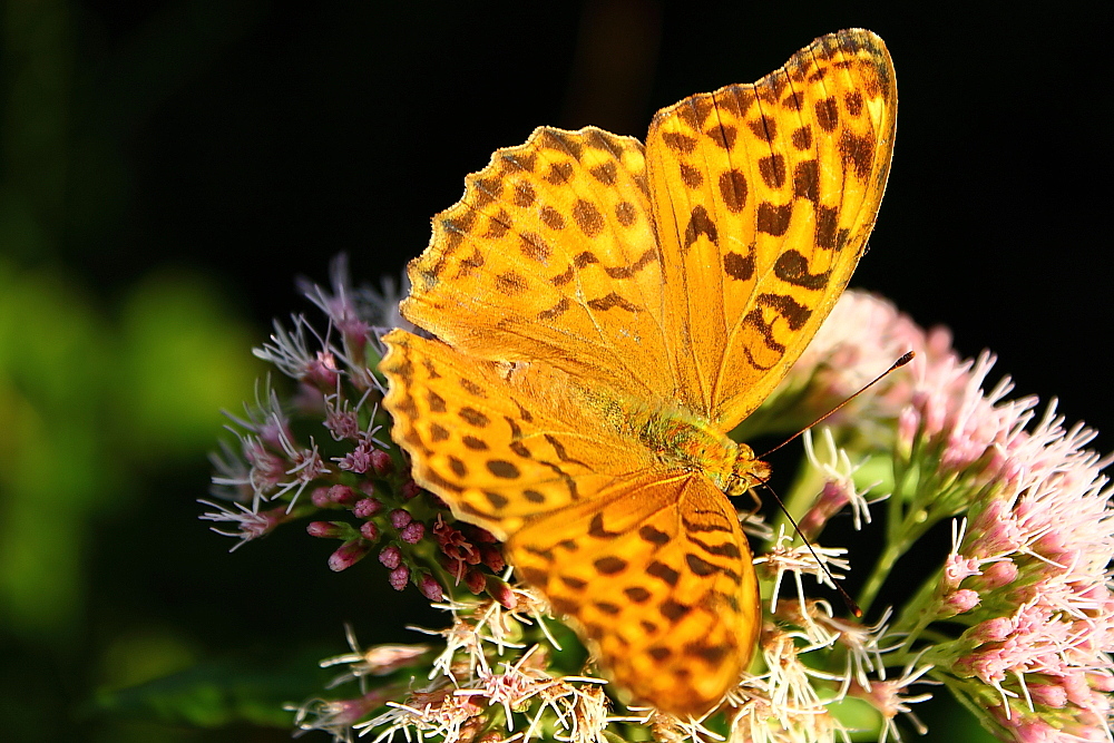 Argynnis paphia....