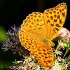 Argynnis paphia....