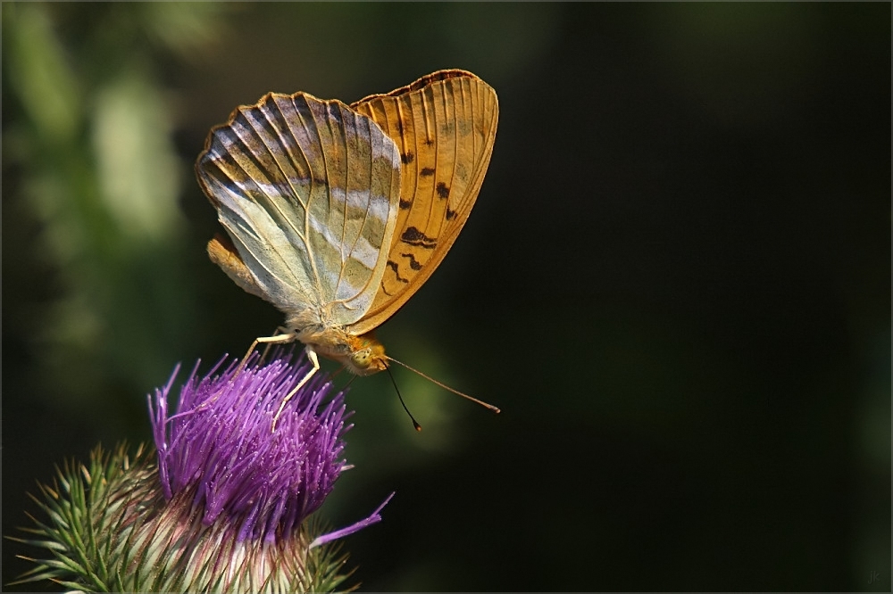 Argynnis paphia