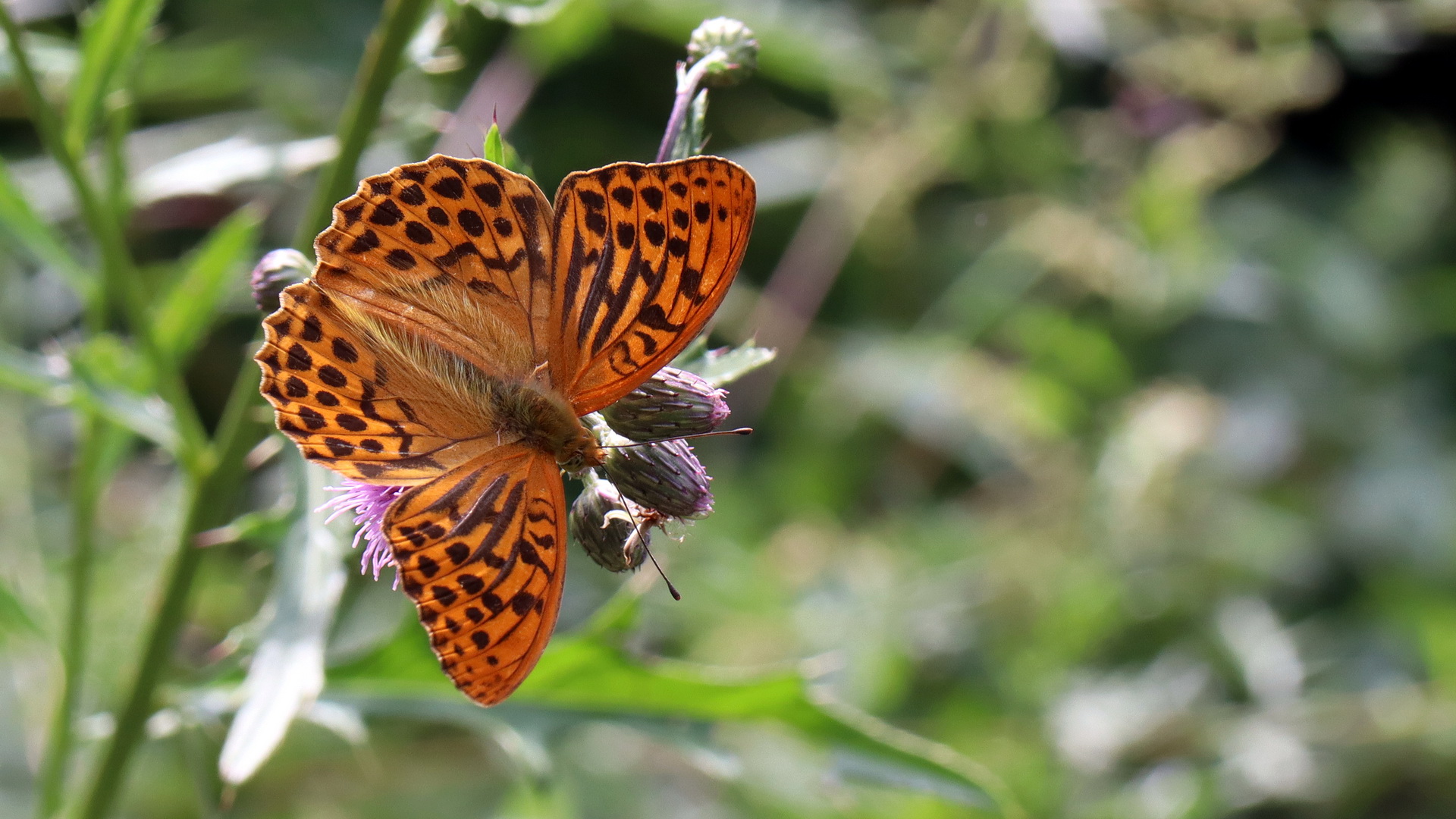 Argynnis paphia