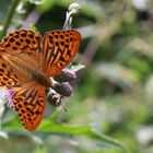 Argynnis paphia