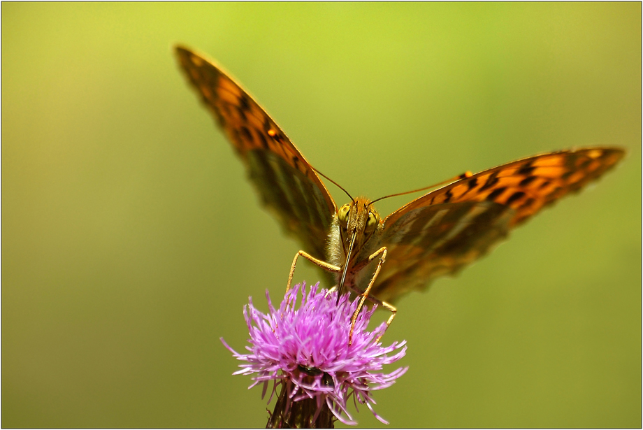 Argynnis paphia