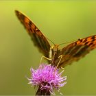 Argynnis paphia