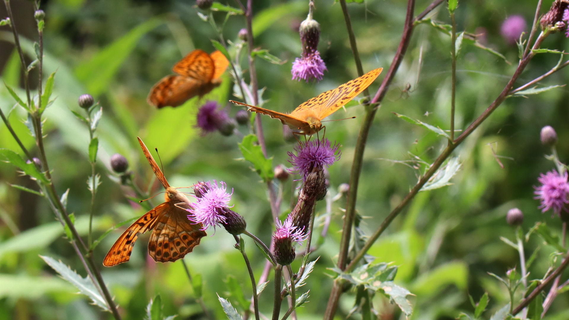 Argynnis paphia