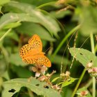 Argynnis paphia