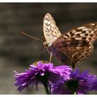 Argynnis paphia