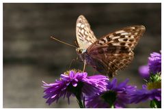 Argynnis paphia