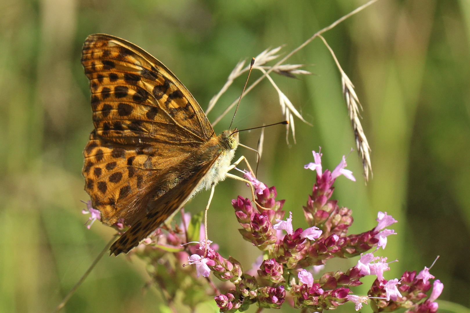 Argynnis paphia