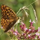 Argynnis paphia