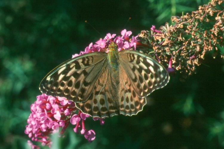 Argynnis paphia ab. valesina