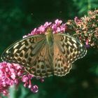 Argynnis paphia ab. valesina