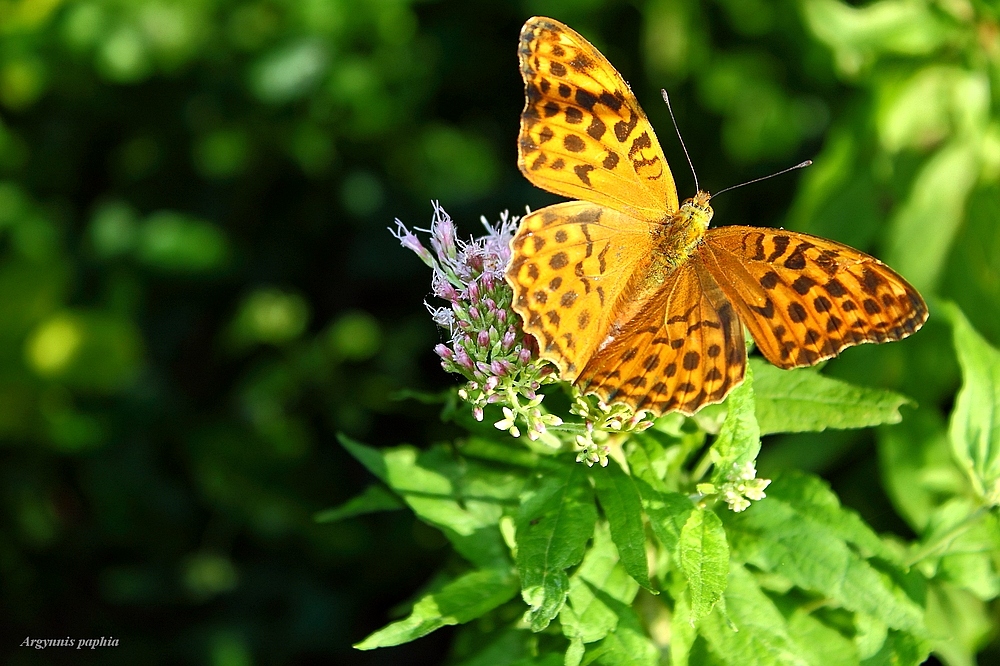 Argynnis paphia....