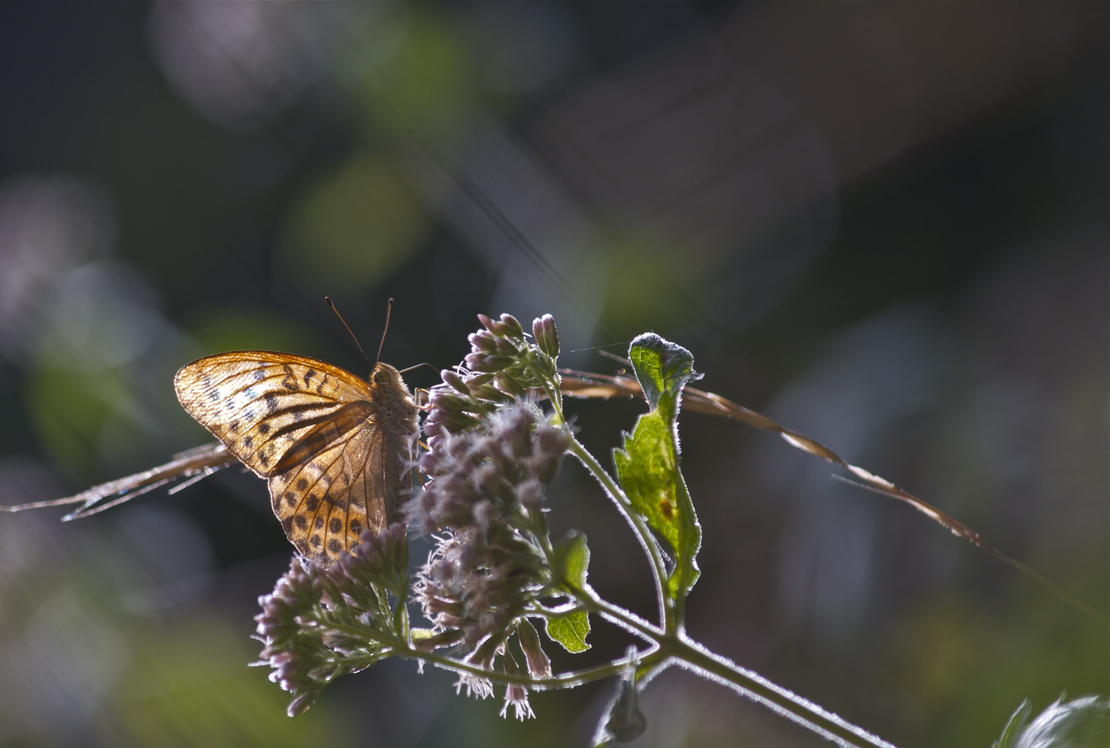 Argynnis paphia