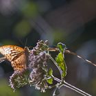 Argynnis paphia