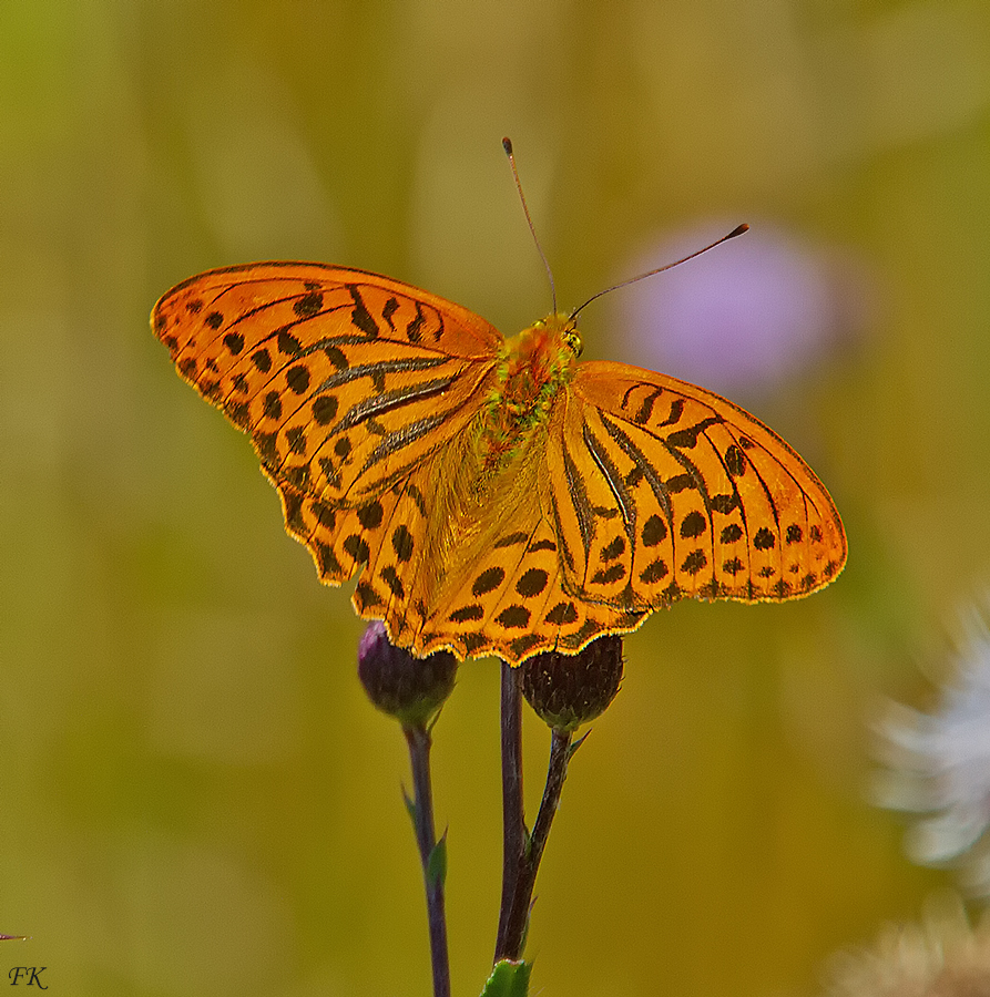                          *   Argynnis paphia    *