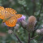 Argynnis paphia