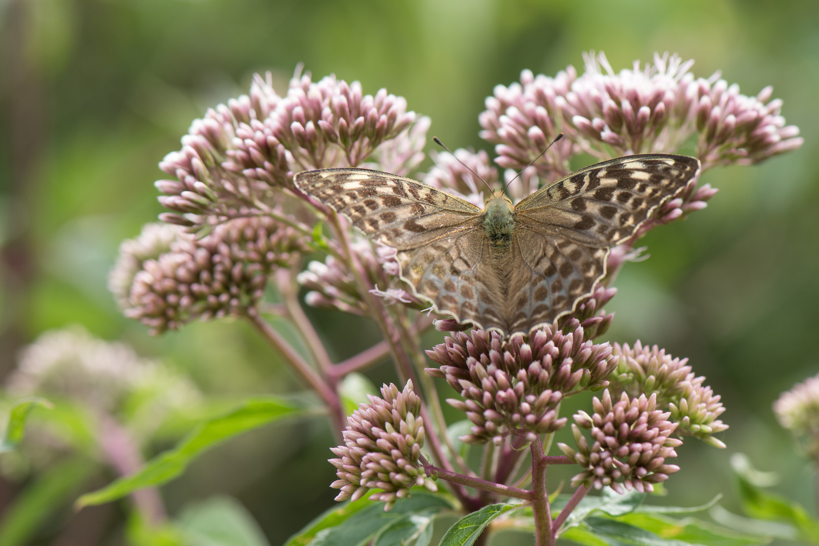 Argynnis paphia f. valesina