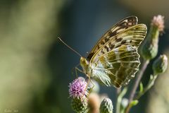 Argynnis paphia f. valesina