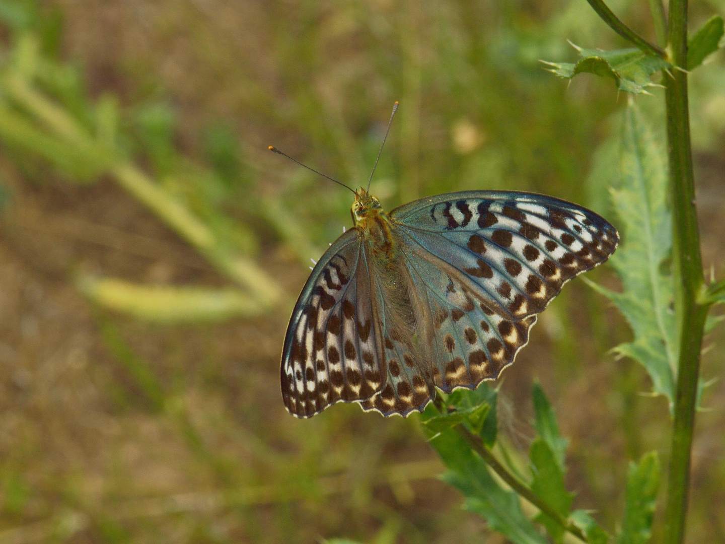 Argynnis paphia f. valesina, Kaisermantel