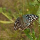 Argynnis paphia f. valesina, Kaisermantel