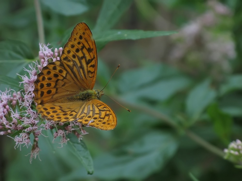 Argynnis Paphia