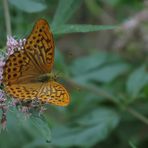 Argynnis Paphia