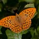 argynnis paphia