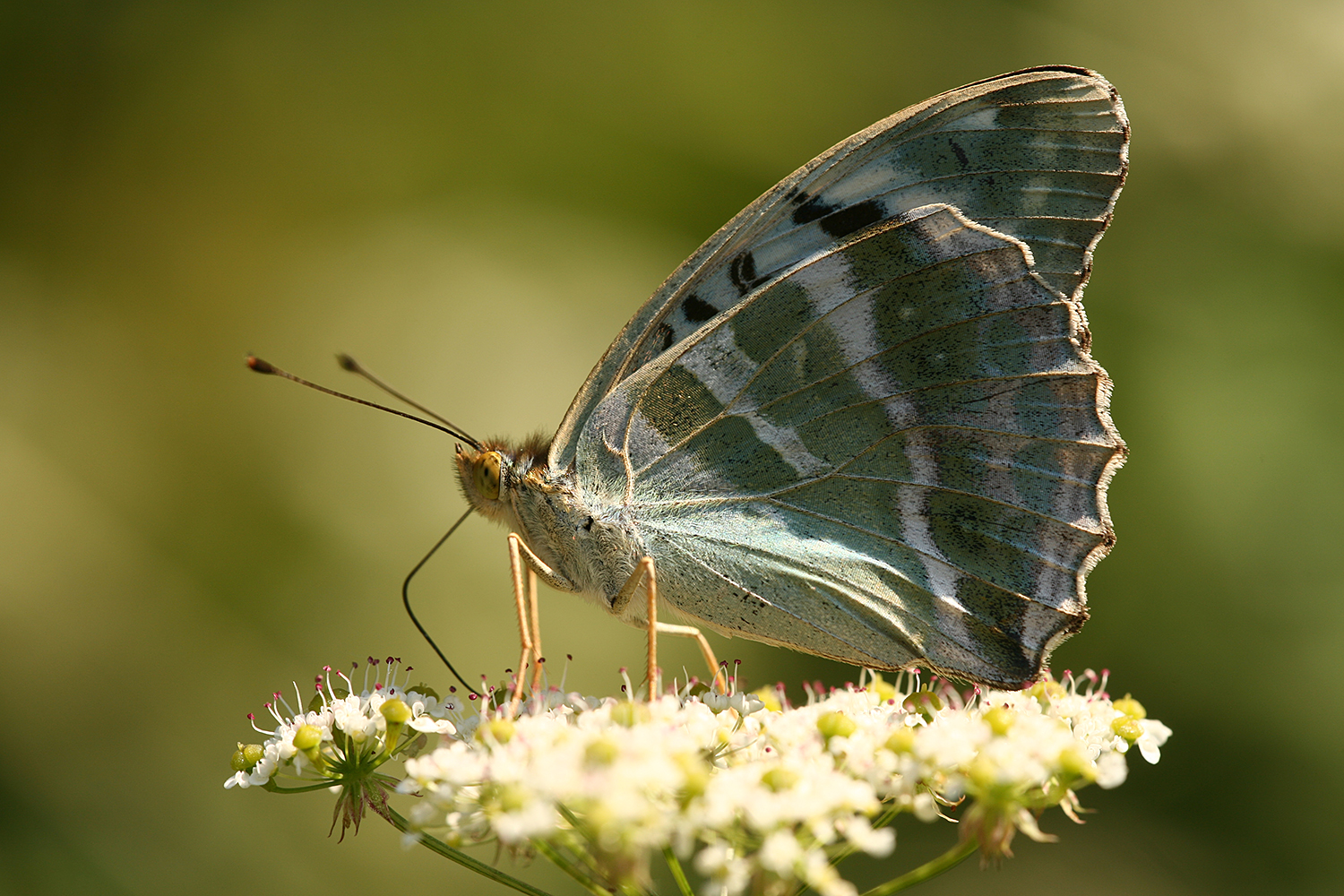 Argynnis paphia form valesina