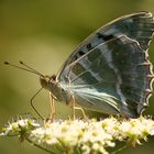 Argynnis paphia form valesina