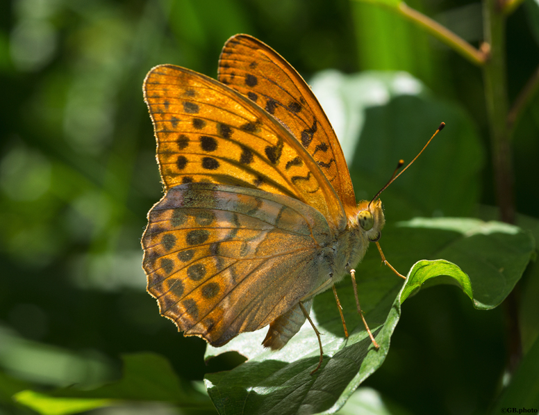 Argynnis paphia in posa