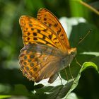 Argynnis paphia in posa