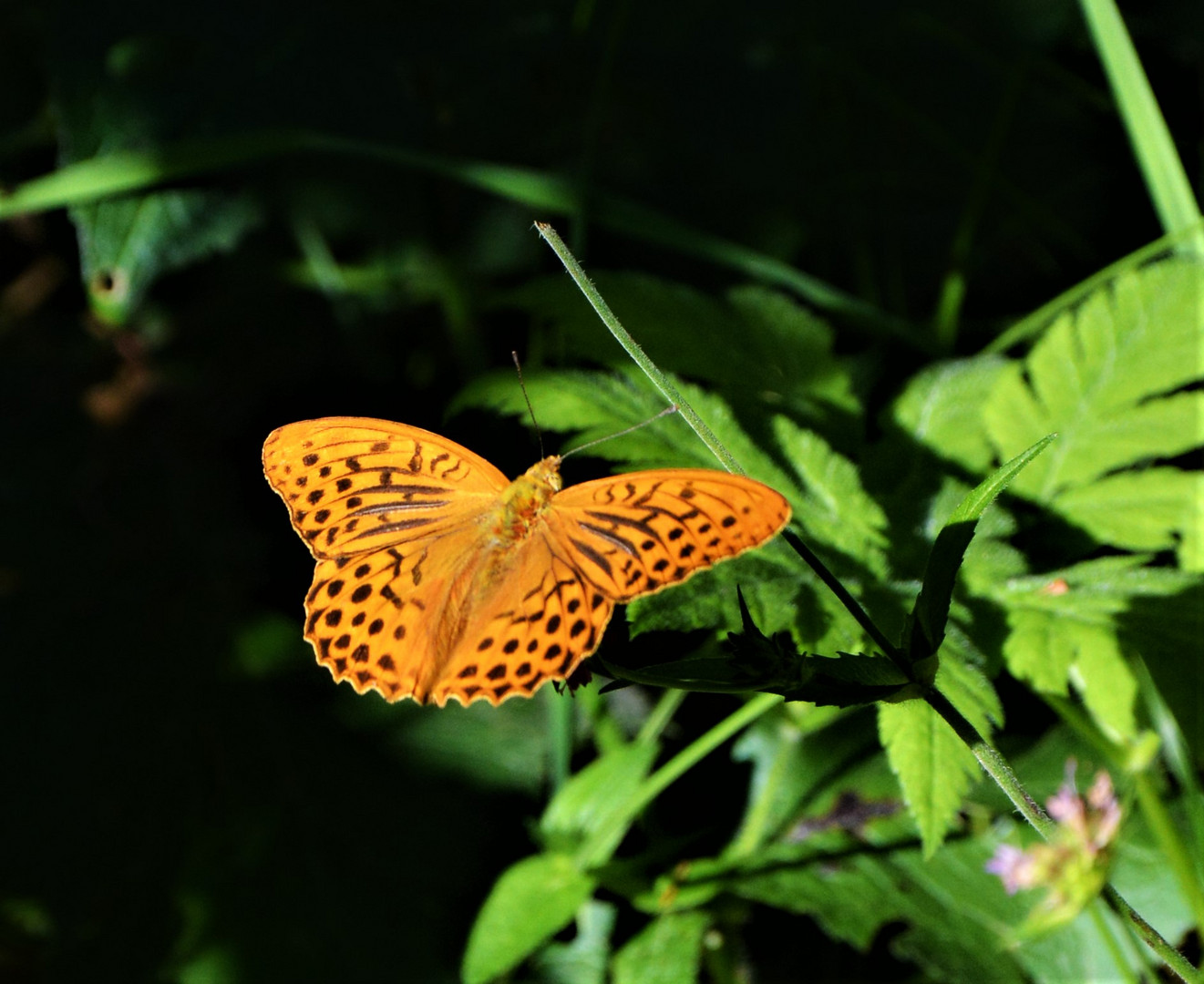 Argynnis paphia - Kaisermantel