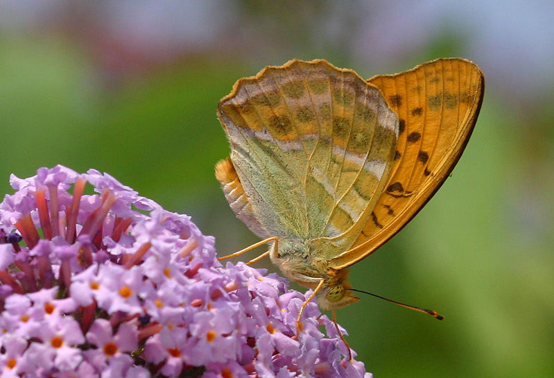 Argynnis paphia - Kaisermantel