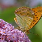 Argynnis paphia - Kaisermantel