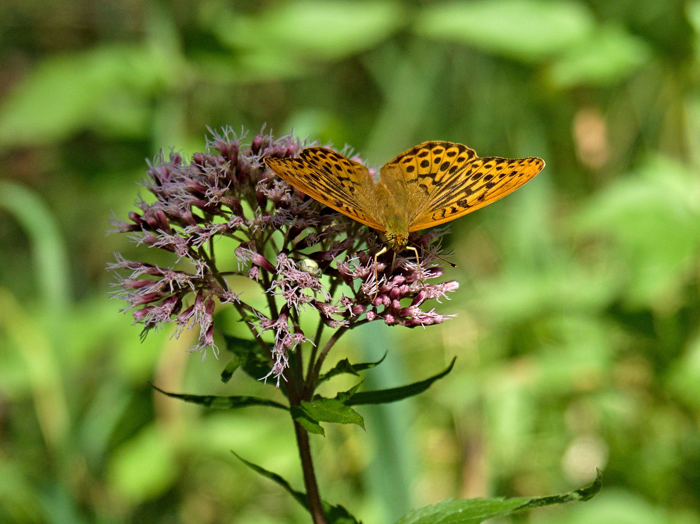 Argynnis paphia (Kaisermantel)