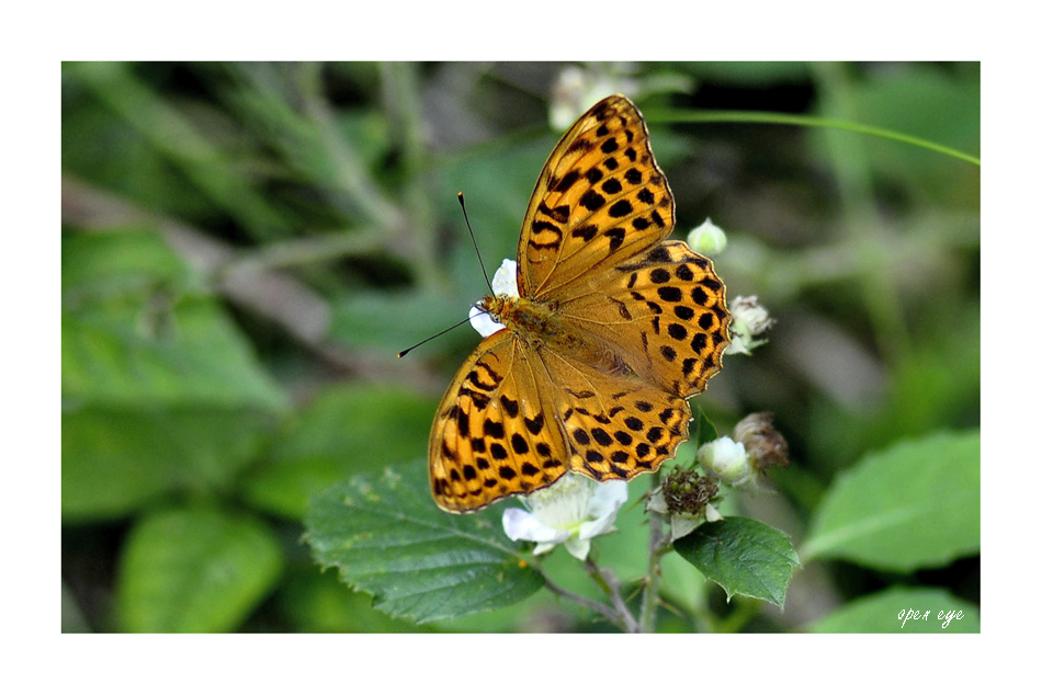 Argynnis paphia - Kaisermantel